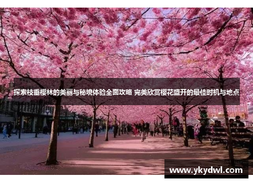 探索枝垂樱林的美丽与秘境体验全面攻略 完美欣赏樱花盛开的最佳时机与地点