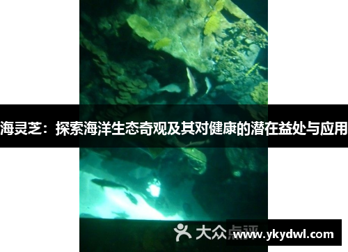 海灵芝：探索海洋生态奇观及其对健康的潜在益处与应用